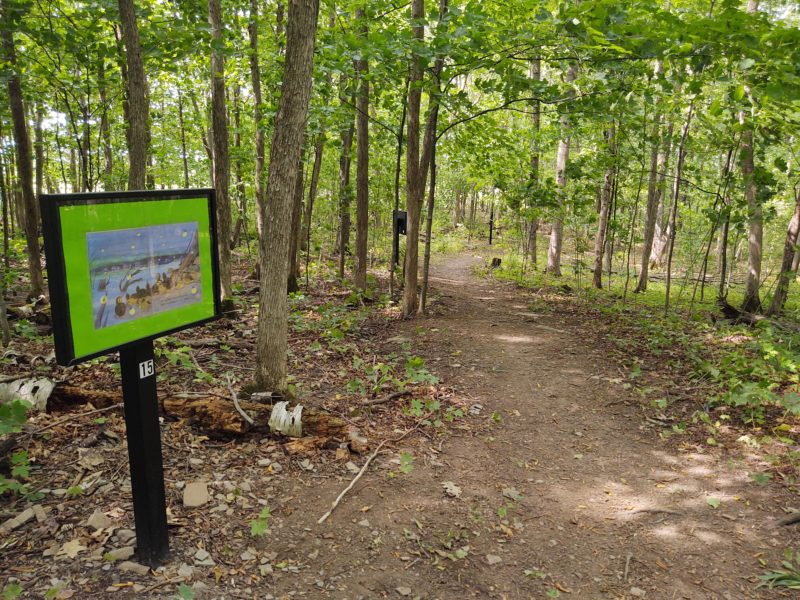 StoryWalk® Week 2021 Let's Move in Libraries